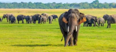 Kaudulla National Park Half-Day Safari with Expert - The 4-hour flow: pickup, park entrance, and a focused jeep safari