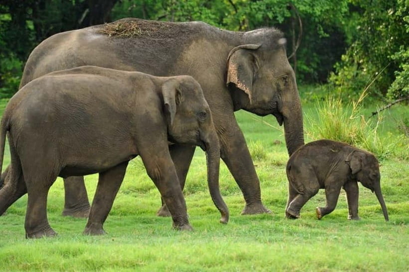 Kaudulla National Park Half-Day Safari with Expert - Jeep comfort and safety: what that means for your day