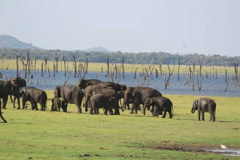 Kaudulla National Park Half-Day Safari with Expert - Best fit: who should book this safari