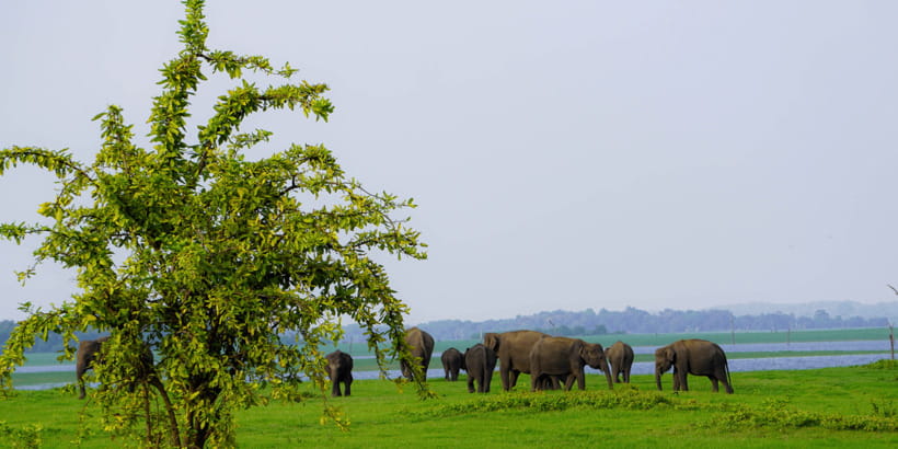 Kaudulla National Park Half Day Sri Lanka Jeep Safari - Quick take: what makes this Kaudulla jeep safari worth your time