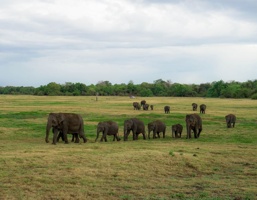 Kaudulla National Park Half Day Sri Lanka Jeep Safari - Who should book this Kaudulla half-day safari (and who shouldn’t)