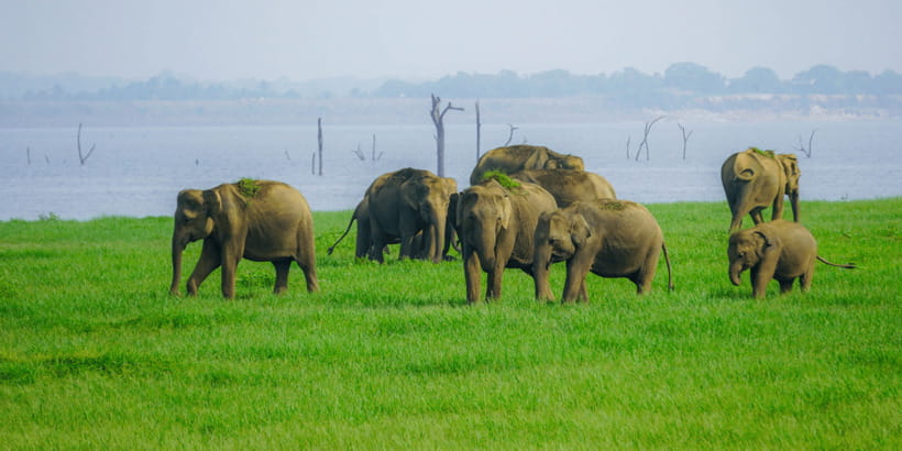 Kaudulla National Park Half Day Sri Lanka Jeep Safari - Kaudulla Tank at sunset: what you’re really hunting for