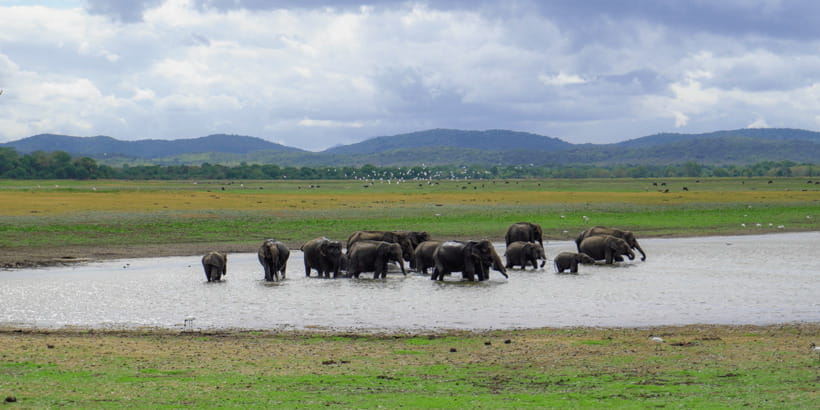 Kaudulla National Park Half Day Sri Lanka Jeep Safari - The elephant-gathering moment: what to expect during the best season