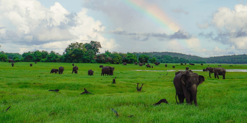 Kaudulla National Park Half Day Sri Lanka Jeep Safari - Wildlife beyond elephants: birds, crocodiles, deer, and the quieter stars