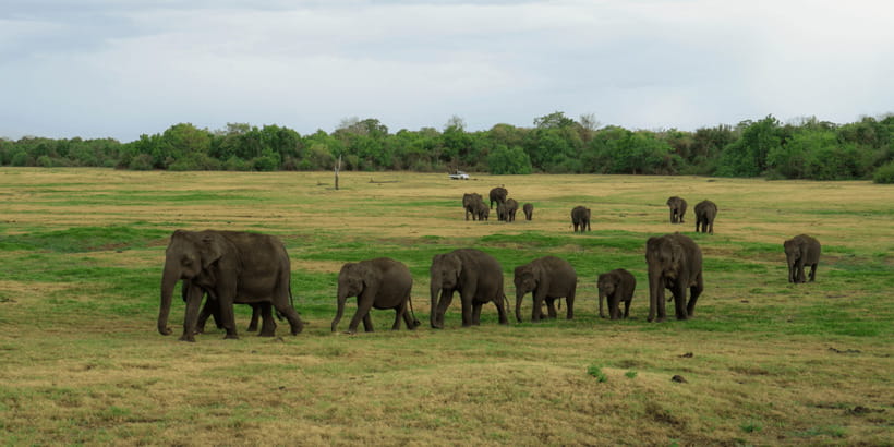 Kaudulla National Park Half Day Sri Lanka Jeep Safari - Cost and budgeting: entrance fees, what’s included, what isn’t