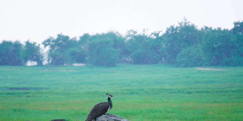 Kaudulla National Park Half Day Sri Lanka Jeep Safari - Special situations: park changes and how to stay flexible