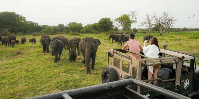 Kaudulla National Park Half Day Sri Lanka Jeep Safari - Pickup from Sigiriya, Dambulla, Kandalama, or Habarana: getting there without the hassle