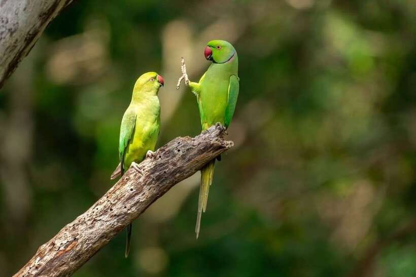 Kaudulla National Park Private Elephant & Wildlife Safari - Key highlights to look for
