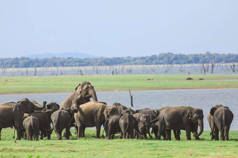 Kaudulla National Park Private Elephant & Wildlife Safari - Respectful elephant viewing: reading the moment, not just chasing it