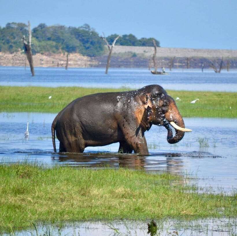 Kaudulla National Park Private Elephant & Wildlife Safari - When weather nudges the plan: staying flexible helps