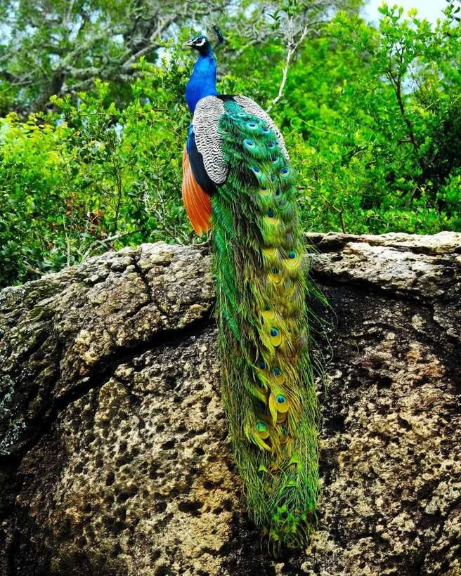 Kaudulla National Park Private Elephant & Wildlife Safari - Price and value: $32 makes sense if you’re already nearby