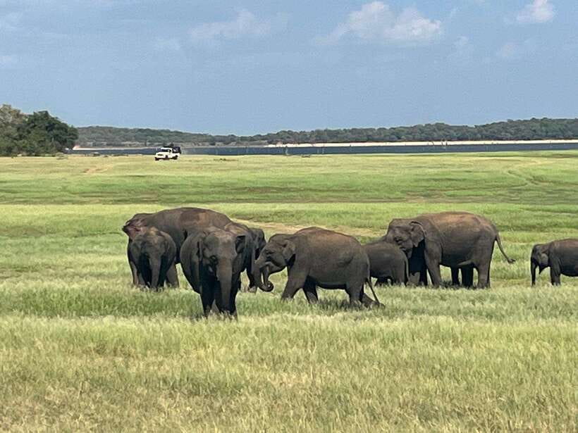 Kaudulla National Park: Private Safari - Key things to know before you go