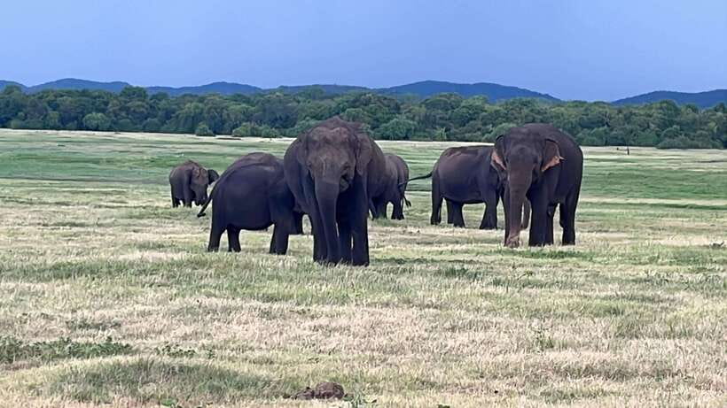 Kaudulla National Park: Private Safari - What you’ll actually do inside Kaudulla National Park