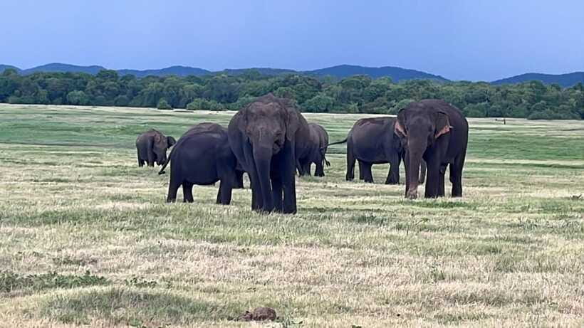 Kaudulla National Park: Private Safari - Elephant viewing: where the action and the behavior meet