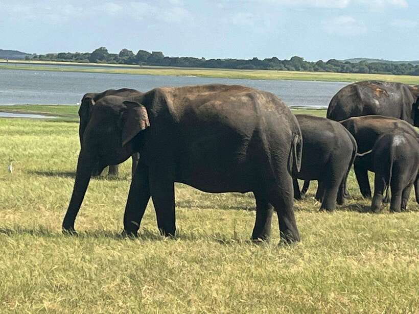 Kaudulla National Park: Private Safari - What to bring for a smooth safari day