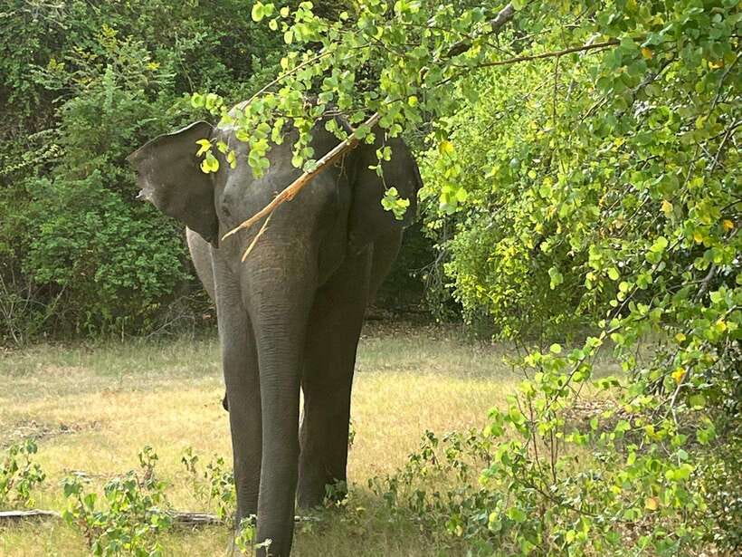 Kaudulla National Park: Private Safari - The provider style: what “private” feels like in practice