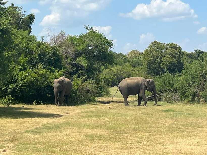 Kaudulla National Park: Private Safari - Pickup, Meeting Point, and How to Avoid Time Confusion