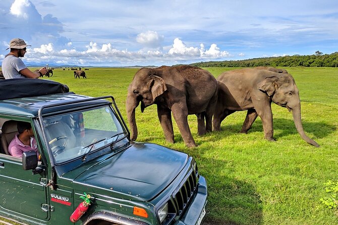 Kaudulla National Park Safari | Jeep with Tickets - Kaudulla National Park at 2:30 pm: what you’re really signing up for