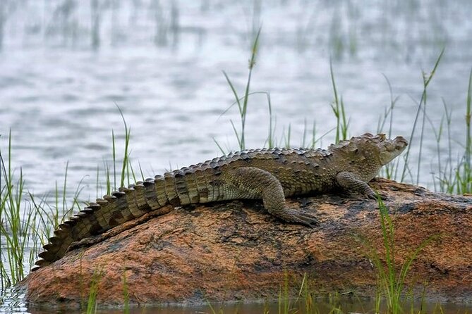 Kaudulla National Park Safari | Jeep with Tickets - Price and value: is $79 a fair deal?