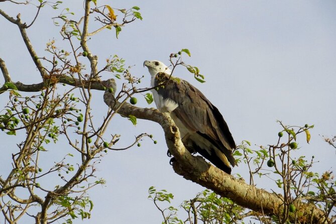 Kaudulla National Park Safari | Jeep with Tickets - Who this Kaudulla safari is best for