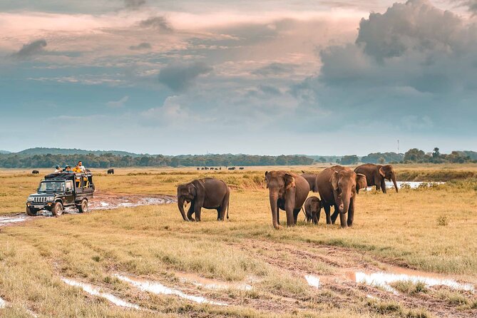 Kaudulla National Park Safari | Jeep with Tickets - Your jeep safari setup: small group, real-time spotting