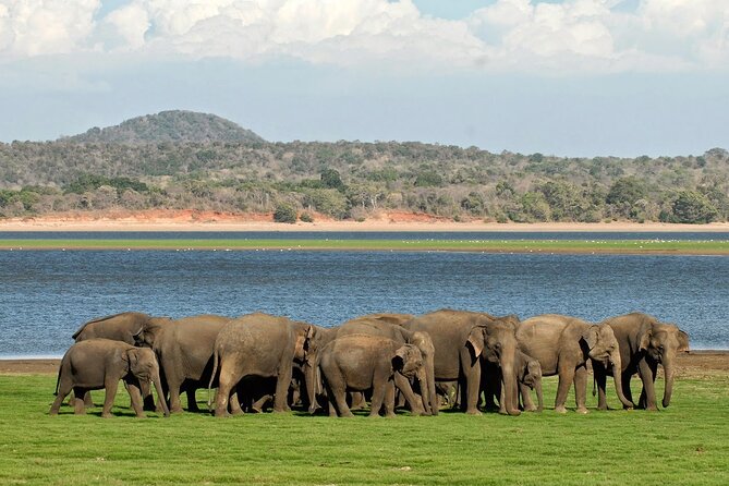 Kaudulla National Park Safari [private , full package] - Key highlights you’ll care about