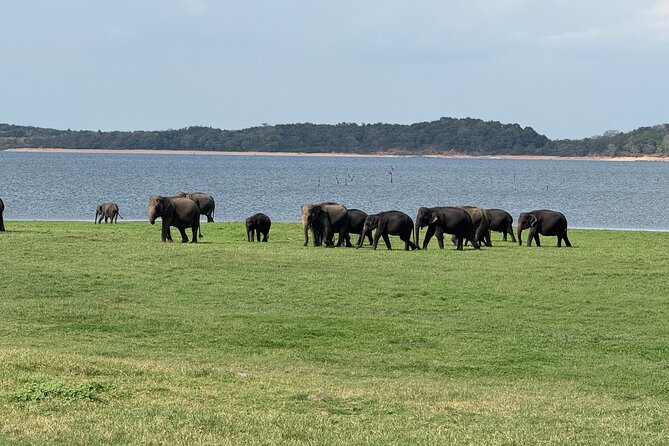 Kaudulla National Park Safari [private , full package] - Kaudulla in plain terms: why these elephant herds feel special