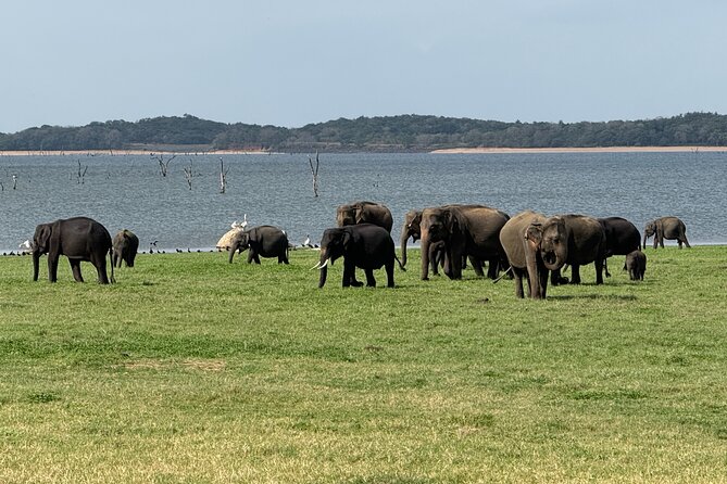 Kaudulla National Park Safari [private , full package] - Private jeep comfort and the pickup that saves your day