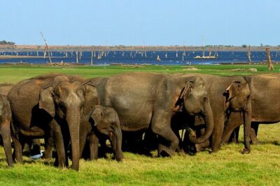 Kaudulla National Park Safari [private , full package] - Morning vs afternoon: choosing your best Kaudulla safari session