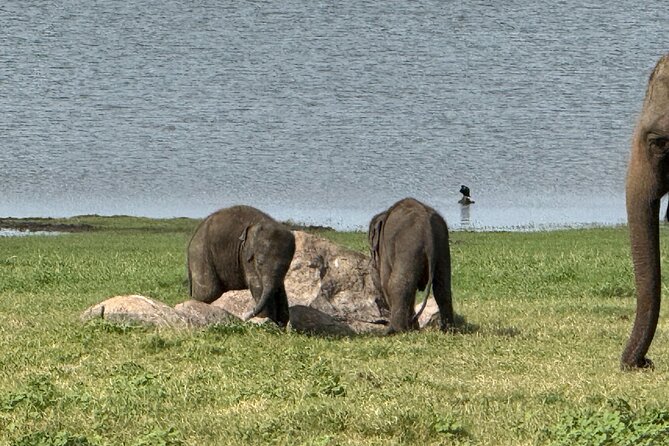 Kaudulla National Park Safari [private , full package] - What you might see in Kaudulla: elephants plus the rest of the cast