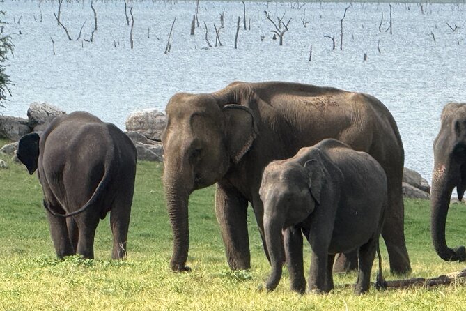 Kaudulla National Park Safari [private , full package] - How a 3–4 hour safari drive usually feels