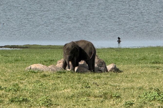 Kaudulla National Park Safari [private , full package] - What to bring for Kaudulla (so you don’t miss the moment)
