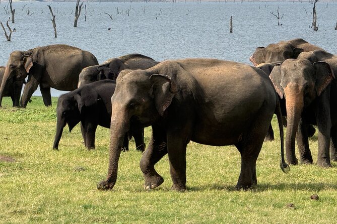 Kaudulla National Park Safari [private , full package] - Responsible elephant viewing: why your guide’s style matters