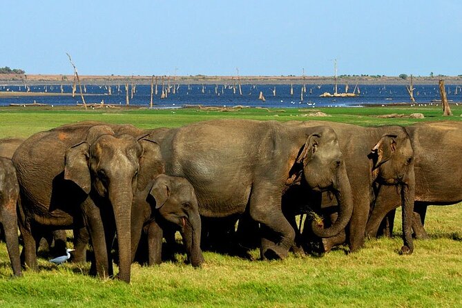 Kaudulla National Park Safari [private , full package] - Morning vs afternoon: choosing your best Kaudulla safari session