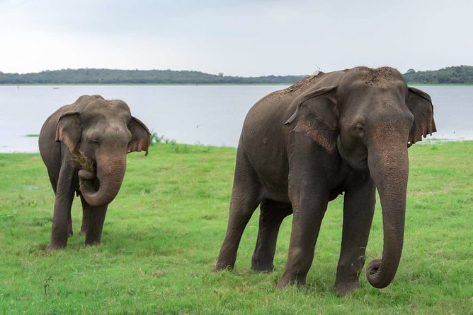 Kaudulla National Park Shared Safari - Key things I’d plan around before you go