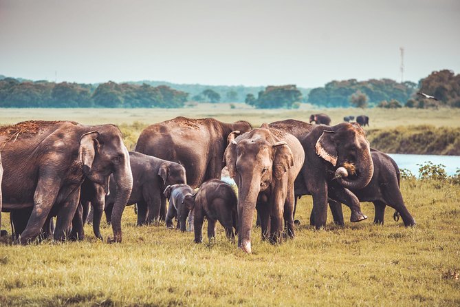 Kaudulla National Park Shared Safari - Private 4x4 shared safari: how the ride is set up