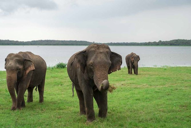 Kaudulla National Park Shared Safari - The 3-hour flow: what you’ll do once inside the park