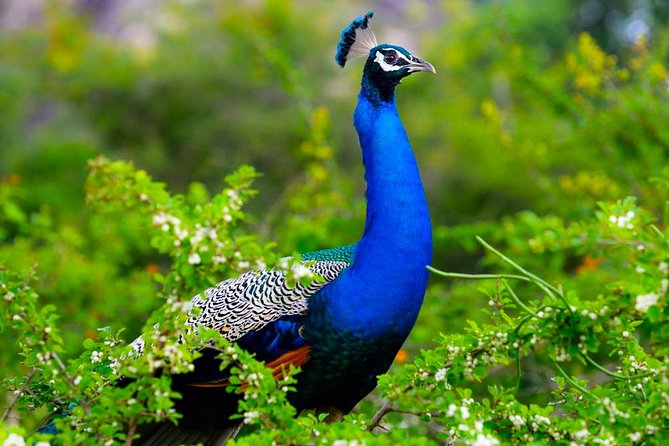 Kaudulla National Park Shared Safari - Who should book this safari (and who might want to plan differently)