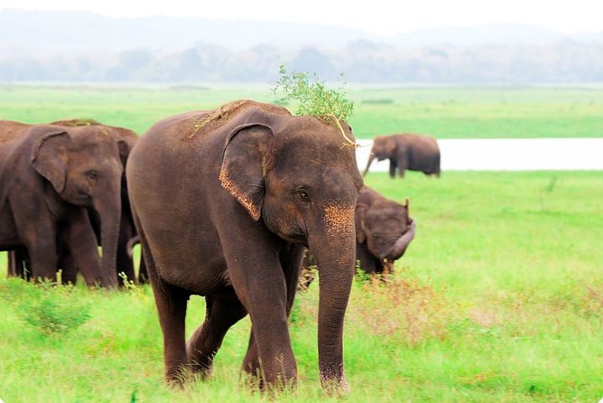 Kaudulla National Park Shared Safari - Getting to the gate: pickup radius and the simple meeting point