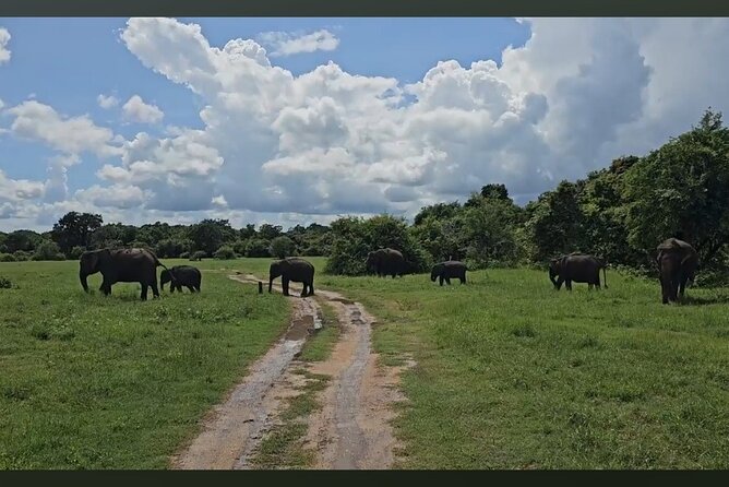 Kaudulla Safari Adventure - Kaudulla National Park: why this elephant safari is different