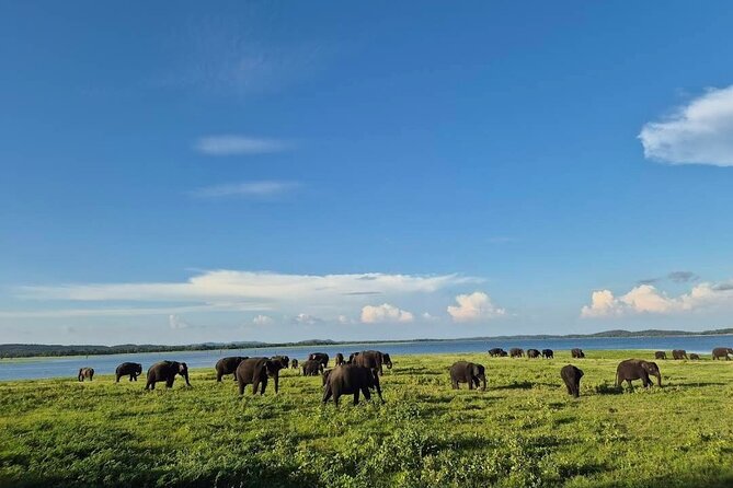 Kaudulla Safari Adventure - Elephant herds by the reservoir, and the name Esala