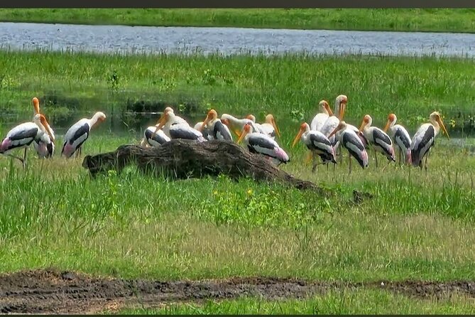 Kaudulla Safari Adventure - Scenery and sunset: where your camera will thank you