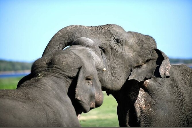 Kaudulla Safari Adventure - Price and value: $22 for the safari, plus entrance fees