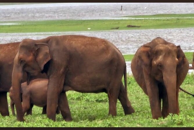 Kaudulla Safari Adventure - Who should book this Kaudulla safari (and who might skip it)