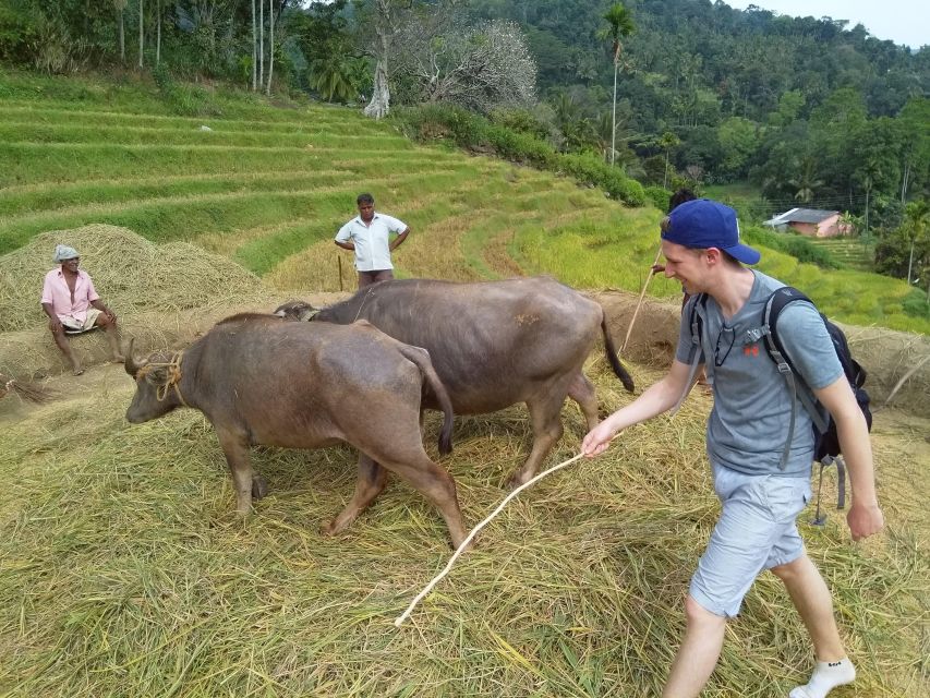 Knuckles Spice Trail Trek from Kandy - Lunch with locals: what the village experience actually adds