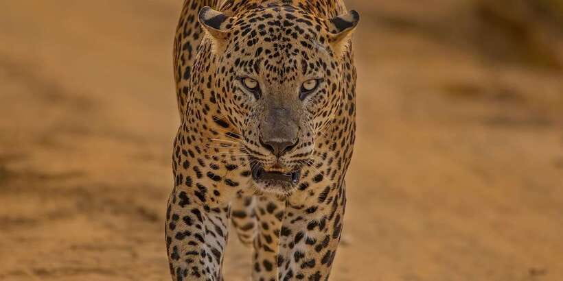 Kumana National Park : Morning or Afternoon Safari (6 h) - Key Points You’ll Care About