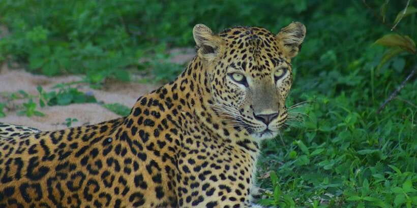 Kumana National Park : Morning or Afternoon Safari (6 h) - Comfort, Camera Setup, and Rules That Affect the Day