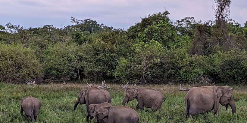 Kumana National Park : Morning or Afternoon Safari (6 h) - Kumana Villu Mangrove Swamp: Your Birdwatching Payoff Zone