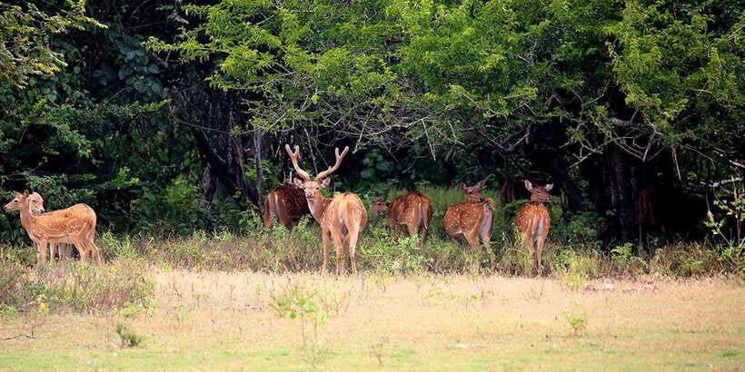 Kumana National Park : Morning or Afternoon Safari (6 h) - Price and Value: What $78 Per Person Includes
