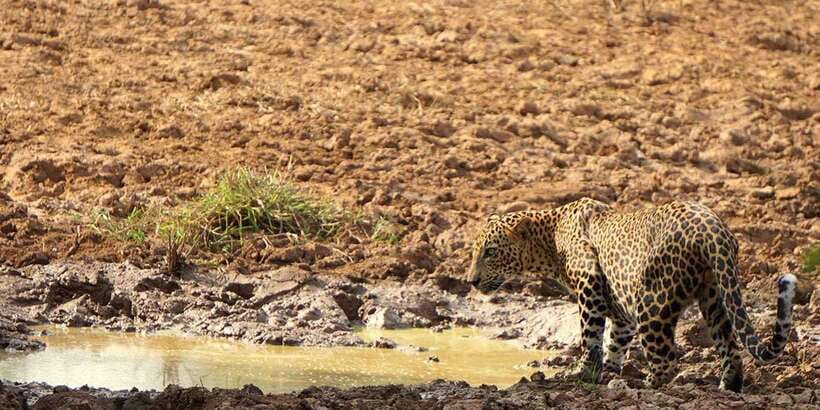 Kumana National Park : Morning or Afternoon Safari (6 h) - The Jeep Ride: Why Timing and Seating Matter for Spotting